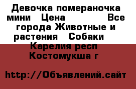 Девочка помераночка мини › Цена ­ 50 000 - Все города Животные и растения » Собаки   . Карелия респ.,Костомукша г.